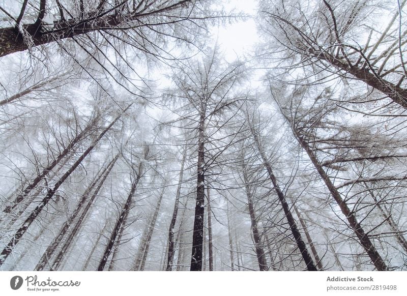 Forest in winter day Nature Winter Snow Cold Landscape White Frost Tree Seasons Scene Beautiful Weather Day Ice Snowfall Vacation & Travel Freeze Light