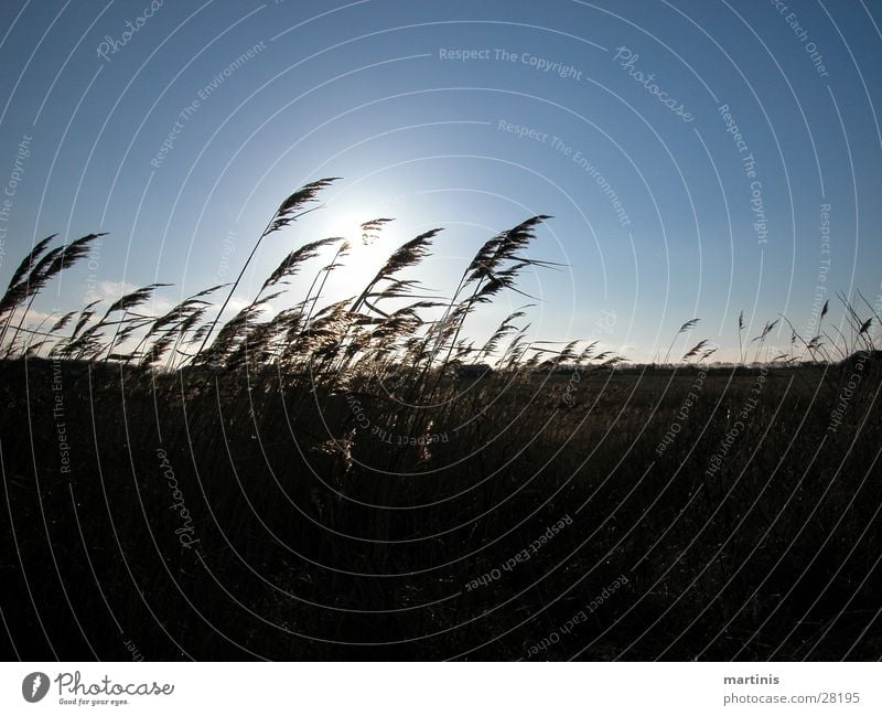 blowing reed Grass Back-light slippery Sun Blue Sky