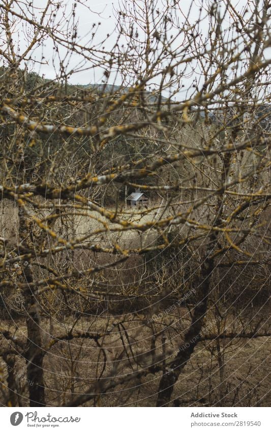 Small house in autumn forest House (Residential Structure) Nature Branch of business Tree Leafless Autumn Home Architecture Building Natural Property Landscape