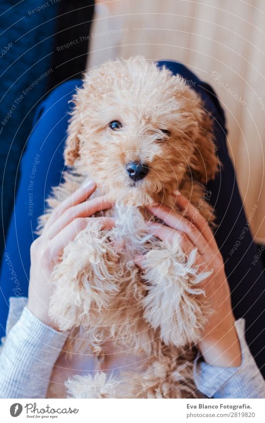 cute brown toy poodle at home with his owner Lifestyle Joy Happy Beautiful Leisure and hobbies Freedom House (Residential Structure) Human being Feminine