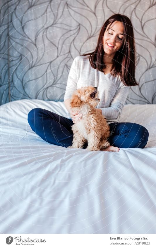 cute brown toy poodle at home with his owner Lifestyle Joy Happy Beautiful Leisure and hobbies Freedom House (Residential Structure) Human being Feminine