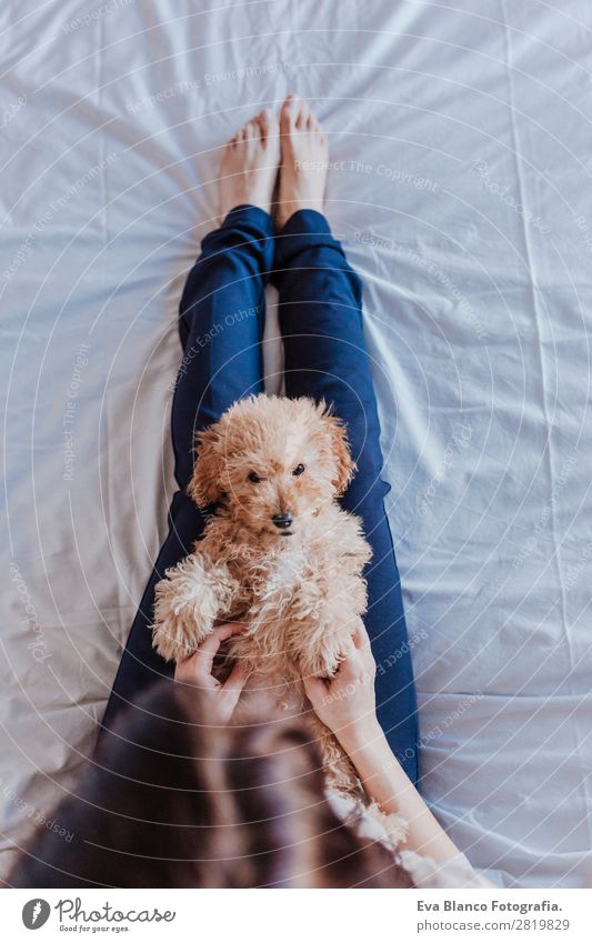 cute brown toy poodle at home with his owner Lifestyle Joy Happy Beautiful Leisure and hobbies Freedom House (Residential Structure) Human being Feminine