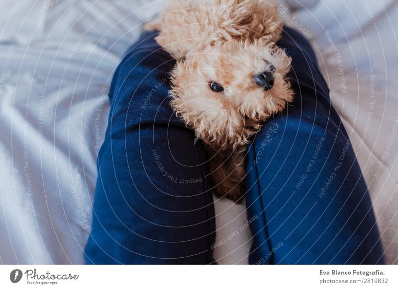 cute brown toy poodle at home with his owner Lifestyle Joy Happy Beautiful Leisure and hobbies Freedom House (Residential Structure) Human being Feminine