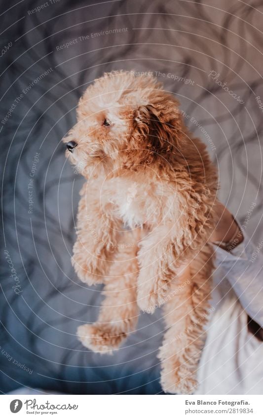 Cute brown toy poodle with his owner at home Lifestyle Joy Happy Beautiful Leisure and hobbies Freedom House (Residential Structure) Human being Young woman