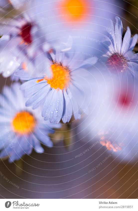 Blue flowers of asters Wellness Harmonious Spa book cover Mother's Day Birthday Nature Plant Summer Autumn Flower Blossom Aster Garden Blossoming Soft Romance