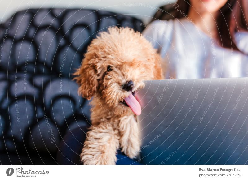 Cute toy poodle with his young owner at home Lifestyle Joy Happy Beautiful House (Residential Structure) Sofa Cellphone PDA Notebook Technology Human being