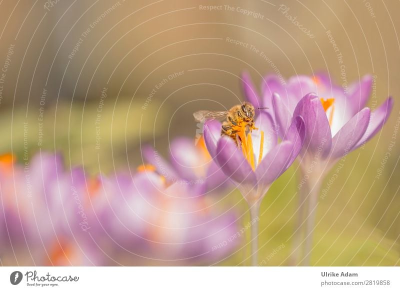 Bee in a pollen rush Healthy Alternative medicine Allergy Wellness Spa Easter Environment Nature Plant Animal Spring Flower Blossom Crocus Pollen Garden