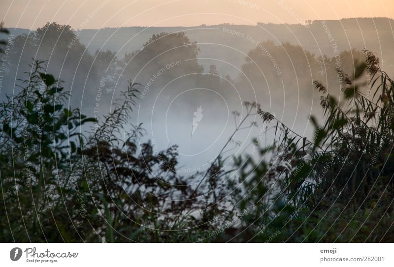 fog lake Environment Nature Landscape Plant Autumn Fog Bushes Cold Natural Sea of fog Colour photo Exterior shot Deserted Morning Dawn Shallow depth of field