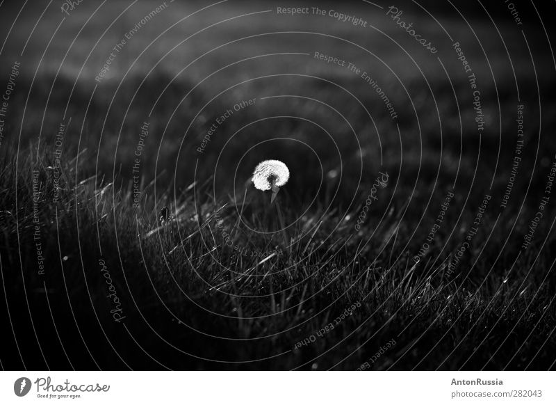 Dandelion Nature Landscape Plant Spring Autumn Flower Grass Park Meadow Dark White Loneliness Black & white photo Exterior shot Detail Experimental Deserted Day