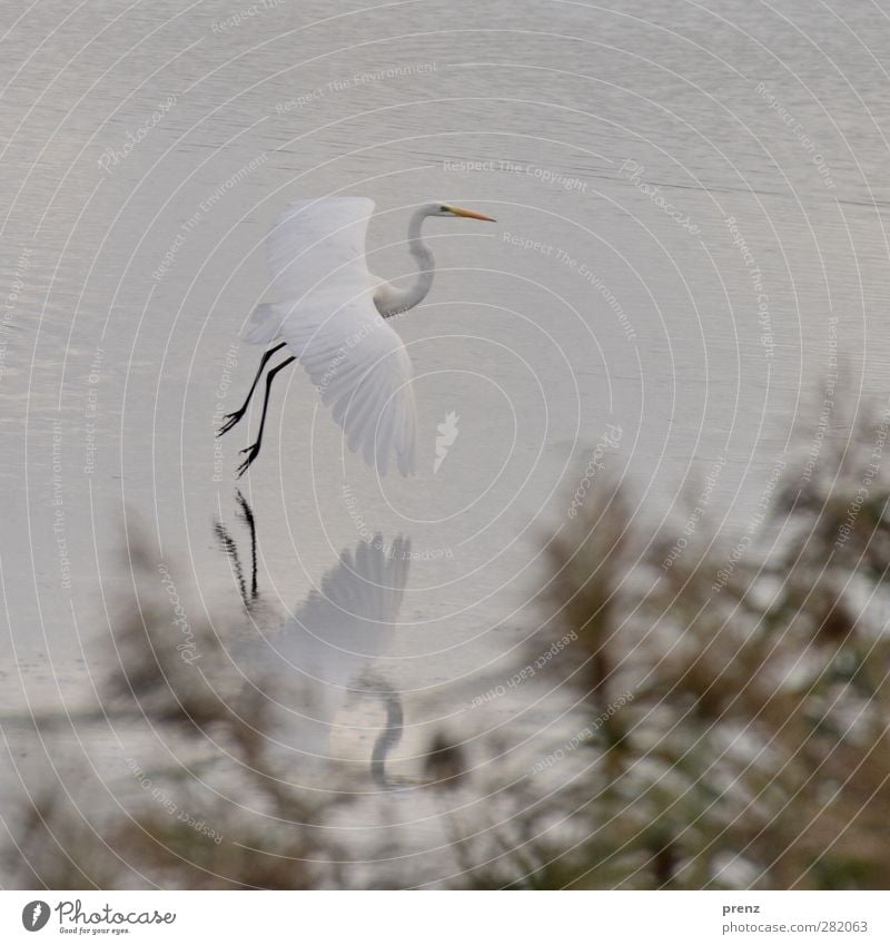 Great White Egret Environment Nature Animal Wild animal Bird Wing 1 Gray Great egret Hover Floating Reflection Lake Colour photo Exterior shot Deserted