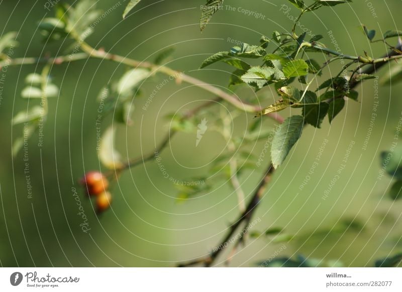 perception Nature Plant Bushes Rose hip Leaf Green Red Comforting Discern Impression Far-off places Near blurriness Shallow depth of field Twig Calm Meditative