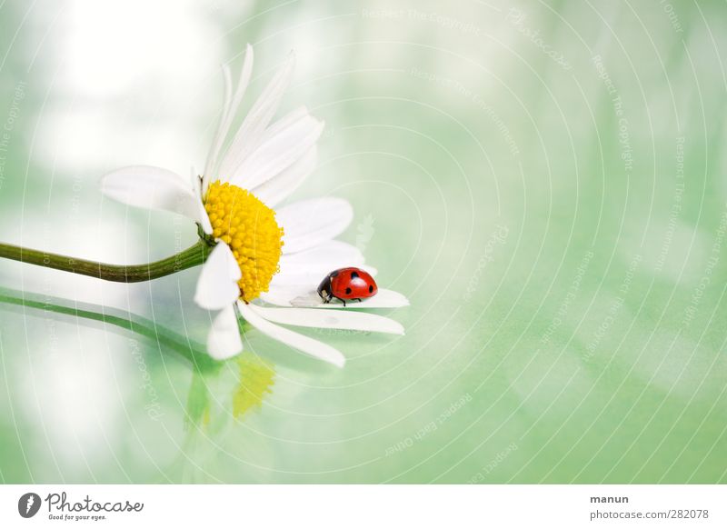 Ladybird on Margerite Birthday Nature Summer Flower Blossom Marguerite Blossom leave Animal Wild animal Beetle Seven-spot ladybird 1 Good luck charm Sign