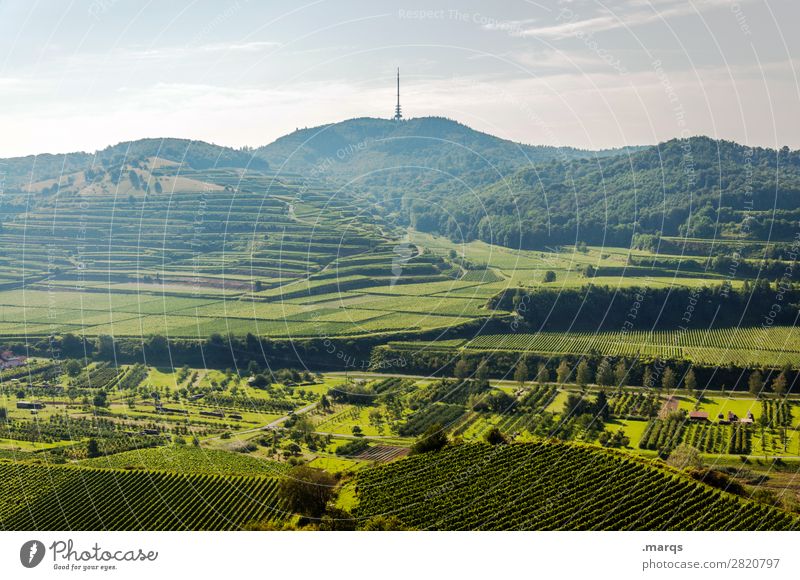 Kaiserstuhl (Skull) Nature Landscape Sky Summer Beautiful weather Hill Terraced fields Vine Relaxation Tourism Colour photo Exterior shot