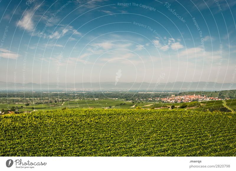 Kaiserstuhl Nature Landscape Vine Terraced fields Relaxation Agriculture Colour photo Exterior shot Deserted Copy Space top