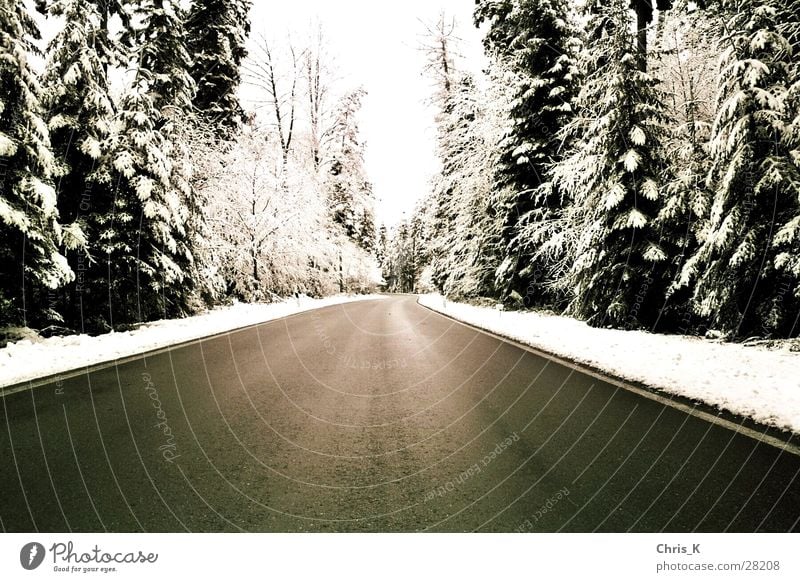 the trail of a winter Cold Forest Snow Monochrome Street Black & white photo