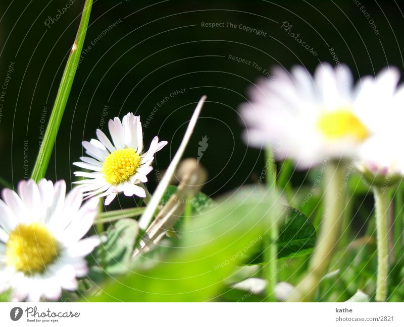 goose flower Daisy Flower Grass Green