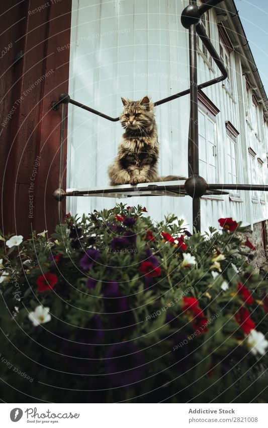 Cat sitting in flowers at street Street Flower Ambush Sit Animal Summer Pet Brown Fluffy Earnest Loneliness Day furry fauna Wild Striped tabby Mammal Nature