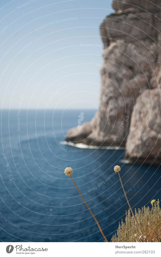 Capo Caccia Environment Nature Landscape Plant Sky Cloudless sky Beautiful weather Flower Grass Coast Ocean Blue Gray Cape Cliff Mediterranean sea Italy