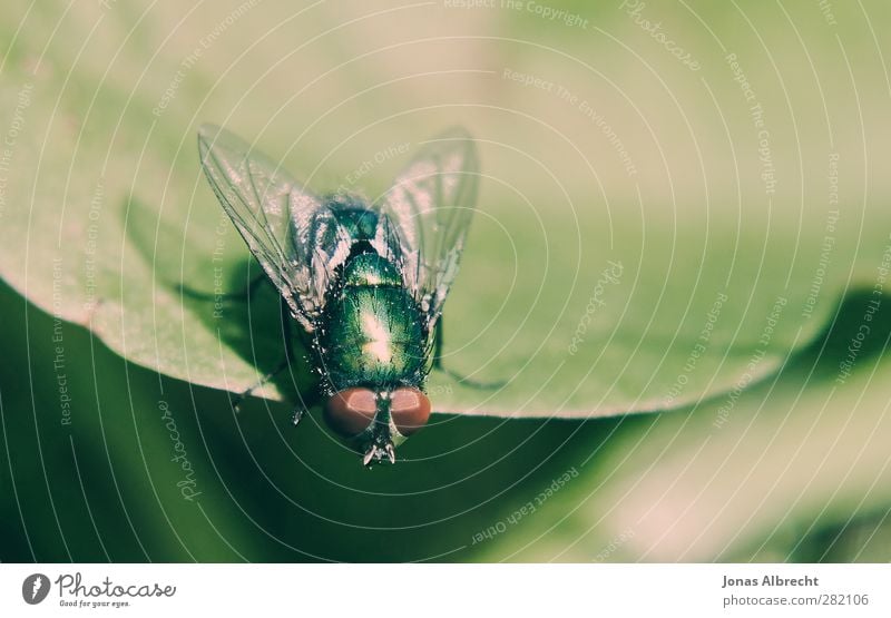 bow tie Plant Animal Fly 1 Observe Exceptional Brown Green Red Turquoise Colour photo Exterior shot Macro (Extreme close-up) Deserted Copy Space right