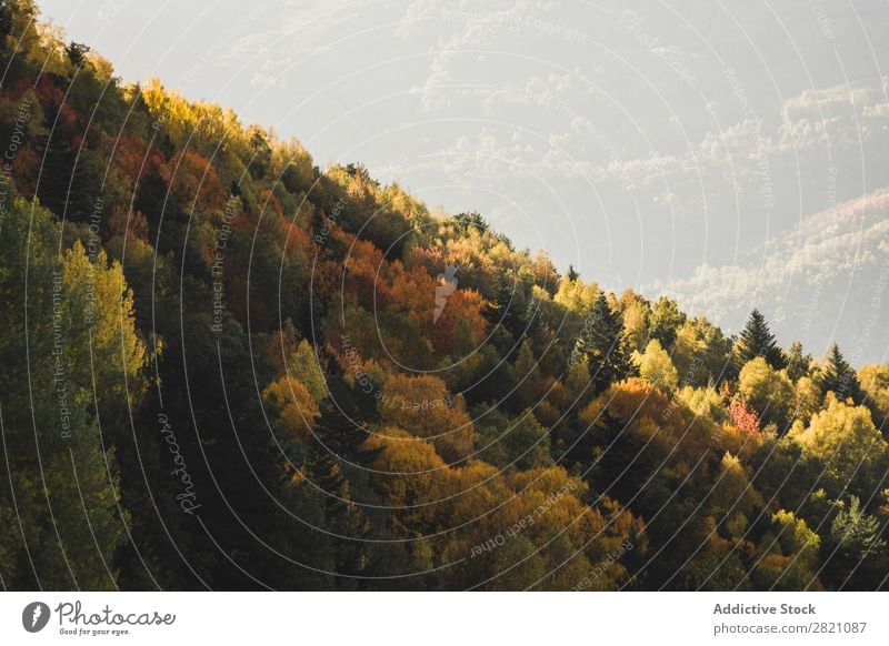 Orange forest in hills Forest Mountain Hill Autumn Landscape Nature Environment scenery Natural Vacation & Travel Beautiful Vantage point Countries