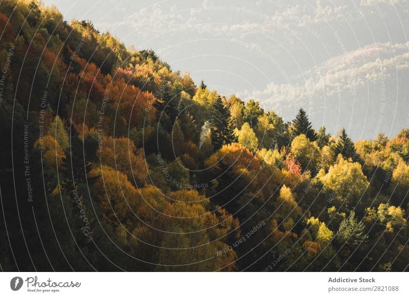 Orange forest in hills Forest Mountain Hill Autumn Landscape Nature Environment scenery Natural Vacation & Travel Beautiful Vantage point Countries