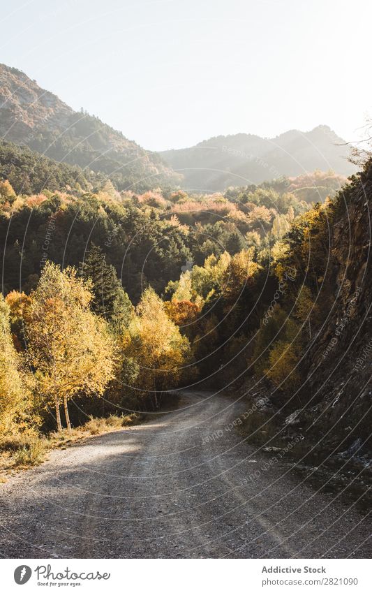 Orange forest in a valley Forest Mountain Hill Autumn Landscape Nature Environment scenery Natural Vacation & Travel Beautiful Vantage point Countries