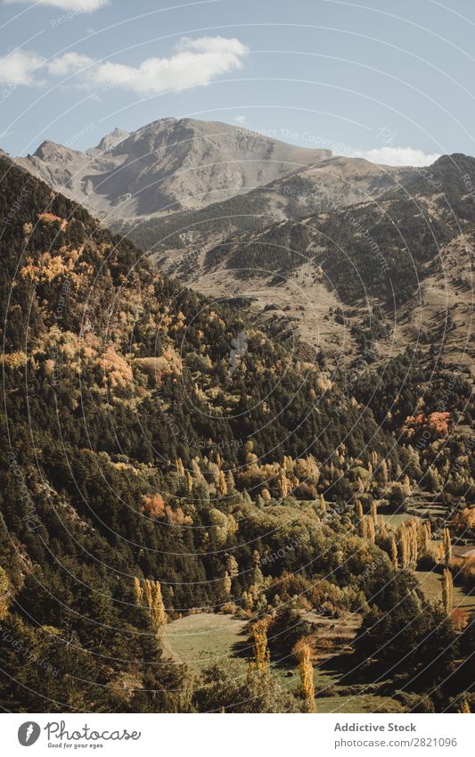 Autumn forest on hills Forest Mountain Hill Orange Landscape Nature Environment scenery Natural Vacation & Travel Beautiful Vantage point Countries