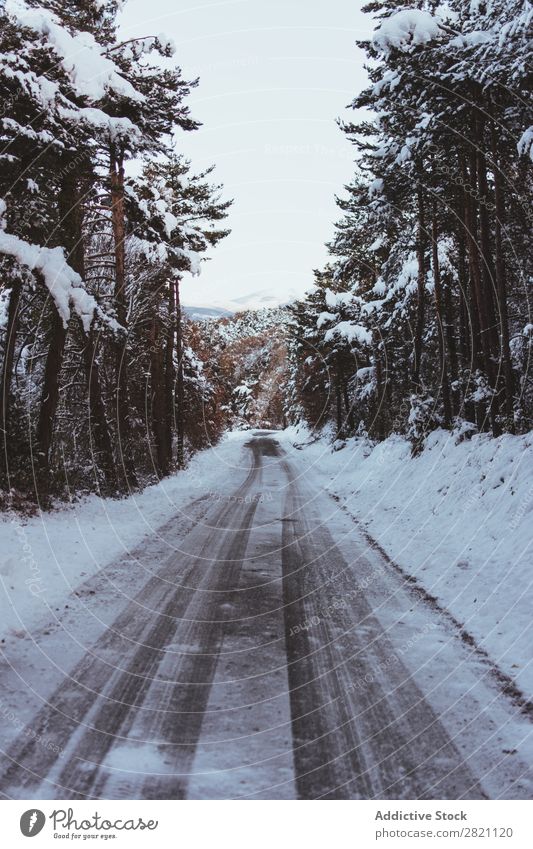 Road in forest in snow Street Winter Forest Snow Cold Asphalt Landscape White Nature Seasons Ice Frost Drive Vacation & Travel Frozen Weather Countries Rural