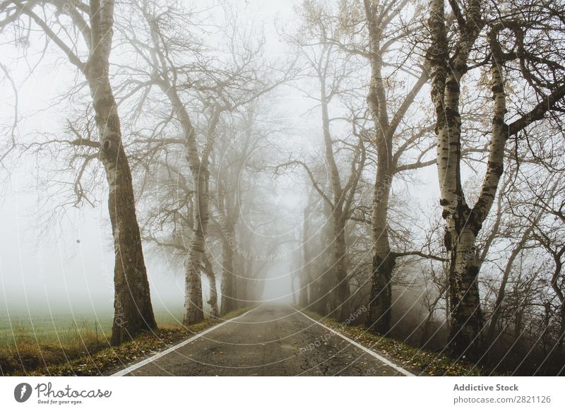 Road in misty woods Street Forest Fog Autumn Nature Asphalt Light Landscape Morning Seasons Leaf Beautiful Weather Countries Park Multicoloured Elegant