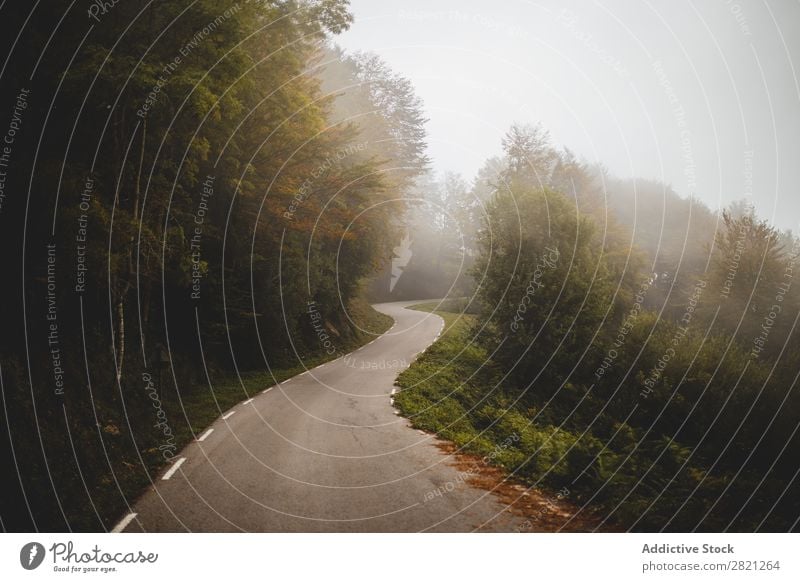 Asphalt road through forest Street Forest Fog Nature Landscape Autumn Lanes & trails Seasons Tree Leaf Beautiful Wood Day scenery pathway Wet Wild Peaceful