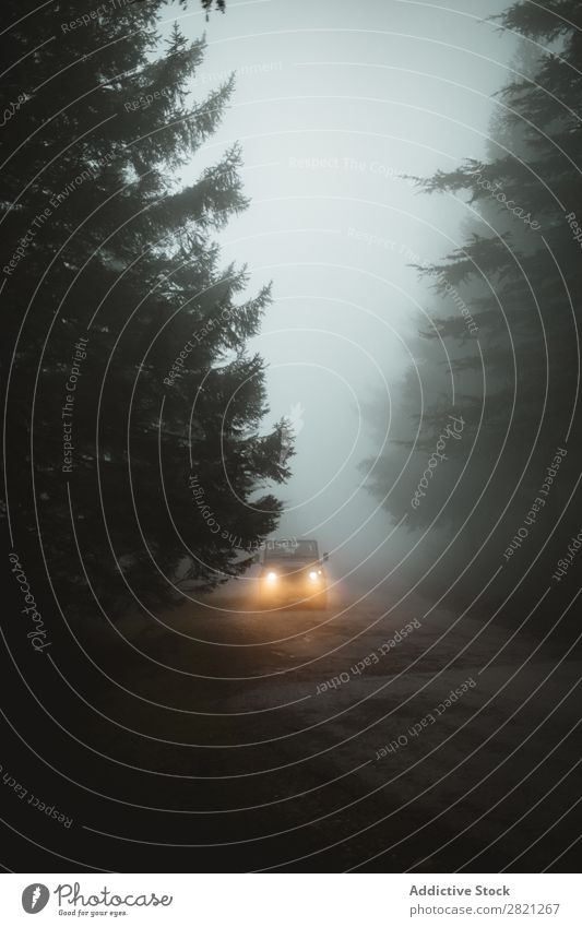 Car on foggy road Fog Street Weather Vehicle Vacation & Travel Risk Dark Transport Asphalt Drive Wet Seasons headlight Direction Trip Nature Forest Tree