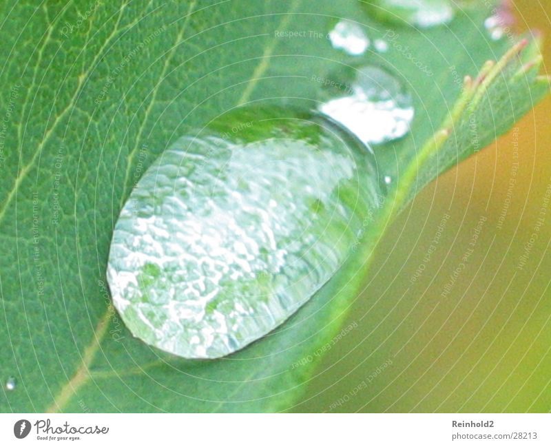 Water Leaf Green Garden Rope Drops of water