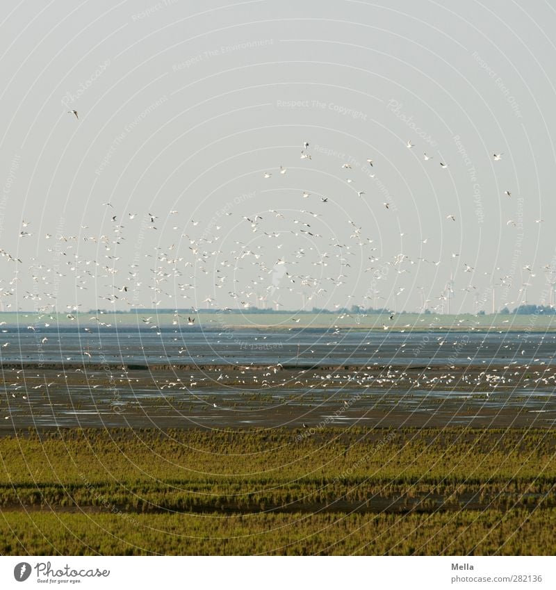 Off to a new week Environment Nature Landscape Animal Earth Air Coast North Sea Mud flats Bird Seagull Group of animals Flock Flying Free Together Natural