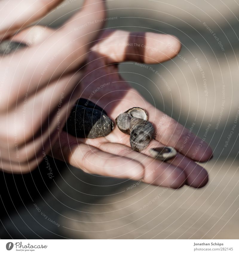 beach collector Human being Masculine Hand Fingers 1 Relaxation Mussel shell Stone Beach Accumulate Flotsam and jetsam Collection Passion Small Shell-shaped