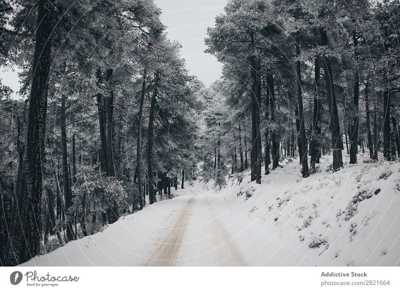 Serene view of winter countryside road Winter Landscape Street Forest Destination Vacation & Travel Countries Pine Animal tracks Car Vantage point Frost Tree