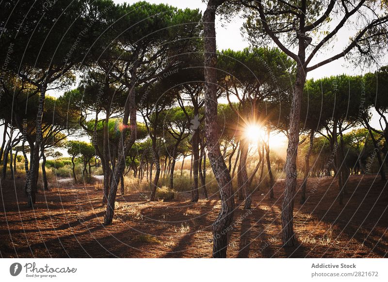 picturesque sunny forest Forest Sunlight Beautiful Vantage point Landscape Scene shine Nature Natural Day Tree Trunk Picturesque Deserted Horizontal