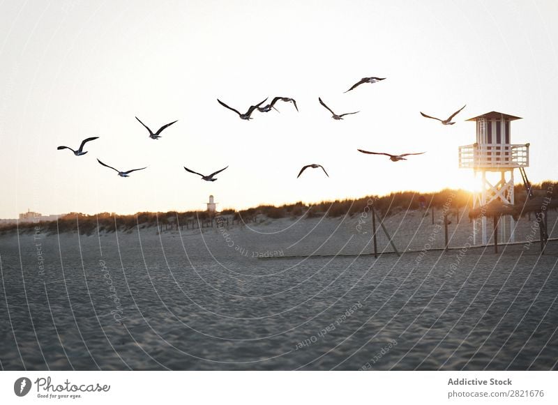 Flying seagulls at beach Seagull Beach Sunset lifeguard tower Tower Construction Horizontal Sand Vantage point Sunbeam Sky Exterior shot abandoned Movement Bird