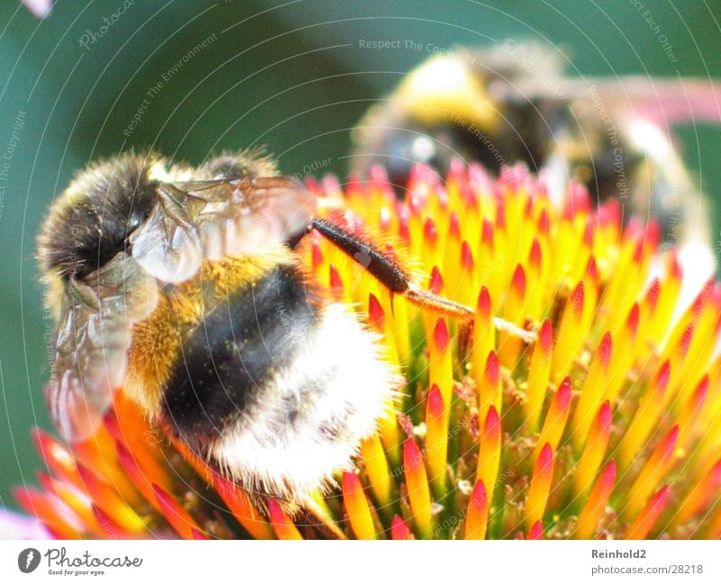 Bumblebee 2 Summer Bee Honey Garden