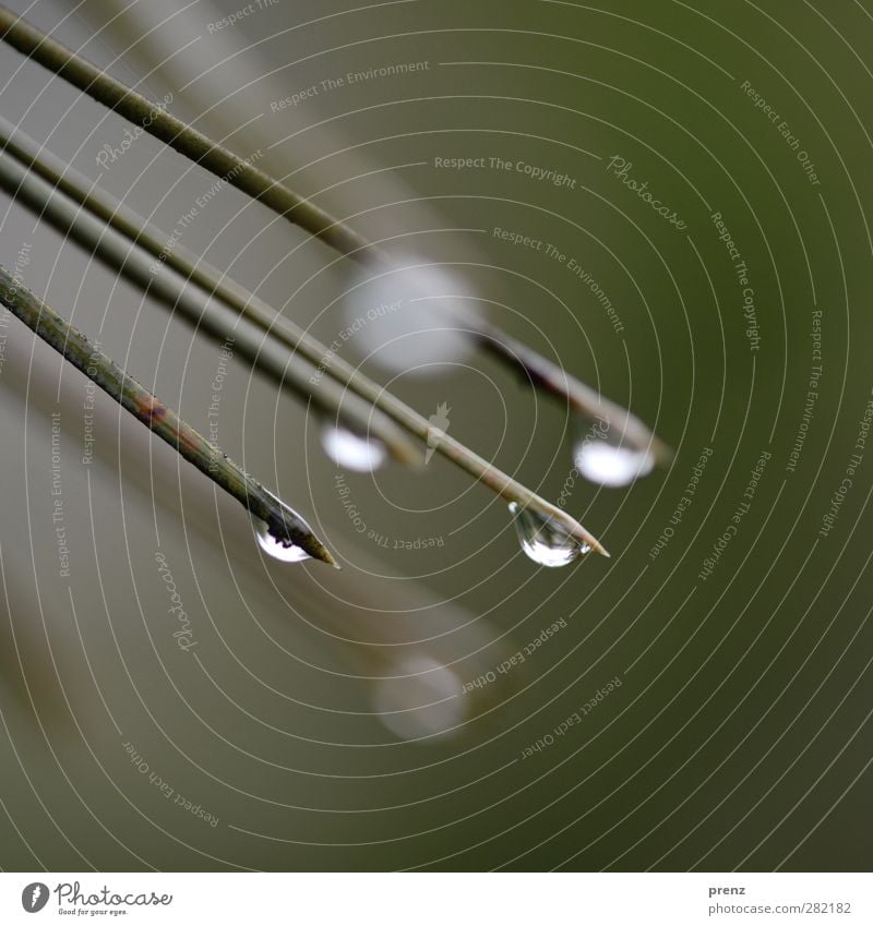 Time for tears Environment Nature Bad weather Rain Gray Green Drops of water Pine Pine needle Exterior shot Close-up Macro (Extreme close-up) Deserted