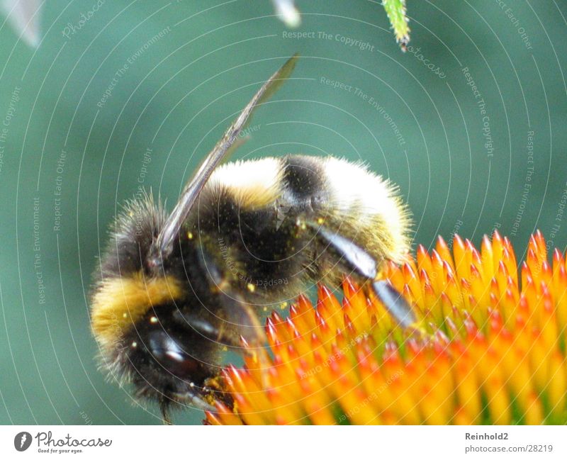 Bumblebee No. 1 Far-off places tele Garden Blaze Colour