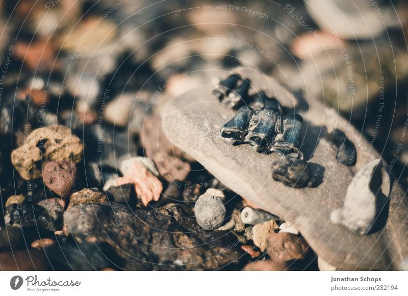 the rest of the fixed Environment Nature Brown Stone Beach Pebble beach Coast Skeleton Fossil Death Collection Remainder Stony Multicoloured Gloomy Transience