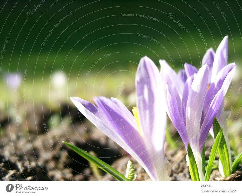 crocuses Crocus Flower Spring Grass Green Violet Earth