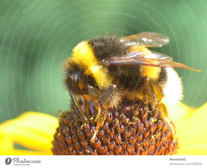 Bumblebee 3 Flower Honey Summer Garden