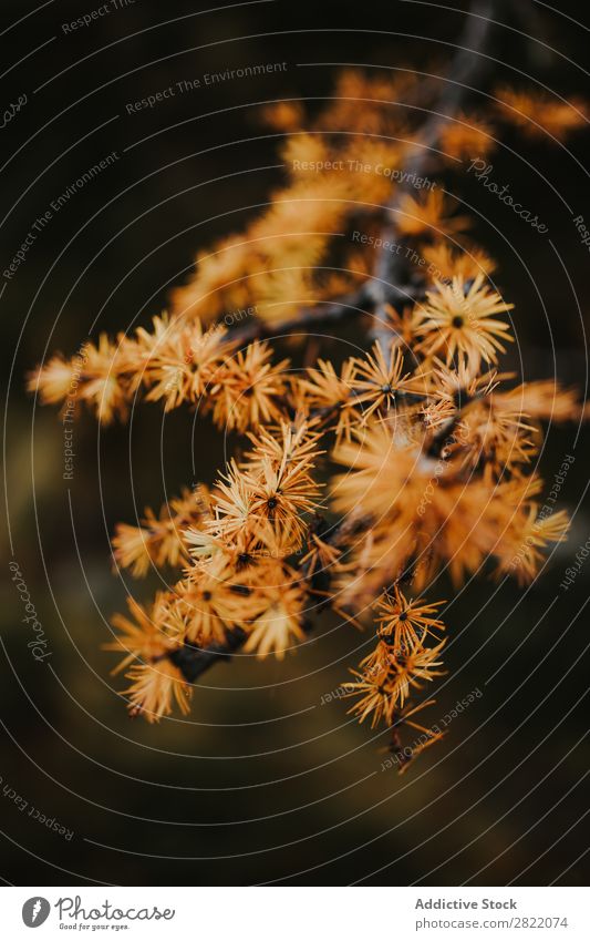 Yellow needles on branch Branch Plant Close-up The Needles Orange Nature Garden Abstract Macro (Extreme close-up) Natural Growth Seasons Leaf Floral Botany stem