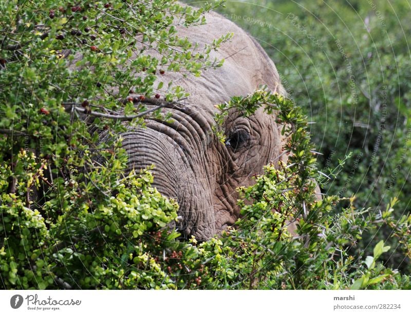 eye contact Landscape Plant Animal Tree Bushes Wild animal 1 Soft Gray Green Elephant Elephant skin Elephant eye Safari South Africa Colour photo Exterior shot