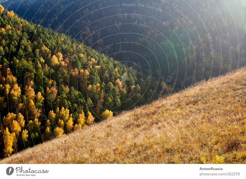 Nature lines Environment Landscape Spring Summer Beautiful weather Tree Grass Forest Hill Line Wrinkle Autumn Colour photo Multicoloured Exterior shot Deserted