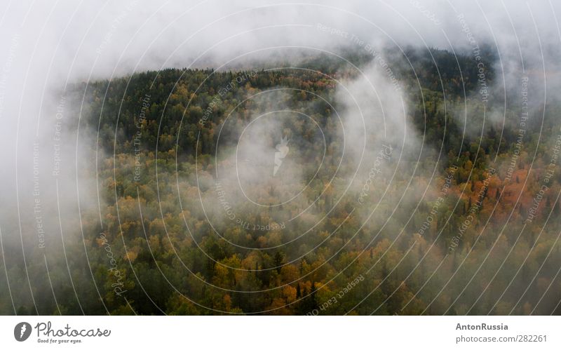 Fog in the forest Environment Nature Landscape Autumn Climate change Bad weather Rain Tree Forest Hill Colour photo Exterior shot Day Shadow Deep depth of field