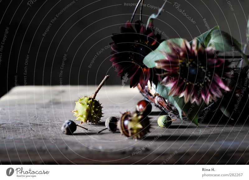 AutumnStill Flower Blossom Authentic Natural Transience Change Sunflower Basket Chestnut Acorn Fruit Harvest Wooden table Still Life Colour photo Subdued colour