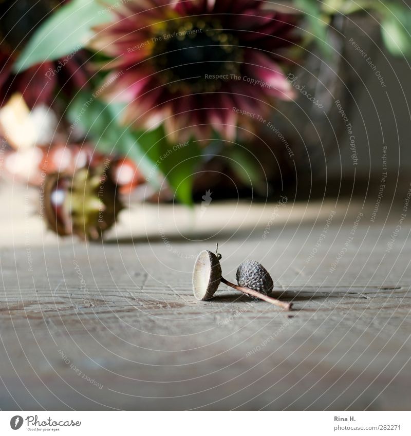 AutumnStill II Flower Leaf Blossom Authentic Natural Warmth Transience Change Chestnut Acorn Sunflower Wooden table Still Life Colour photo Subdued colour