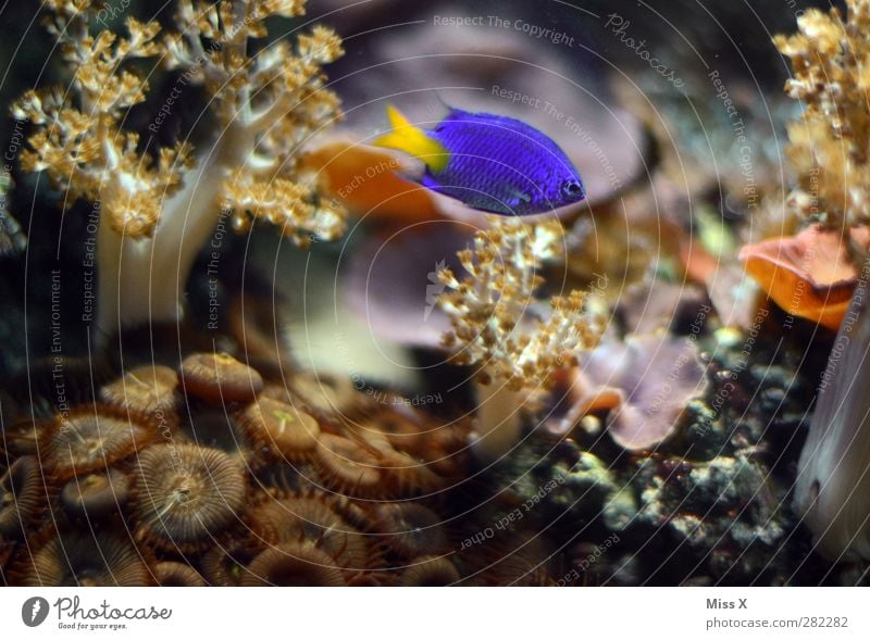 Underwater blue Plant Animal Water Coral reef Ocean Fish 1 Blue Aquarium Ornamental fish Anemone Fishes Colour photo Multicoloured Close-up Underwater photo